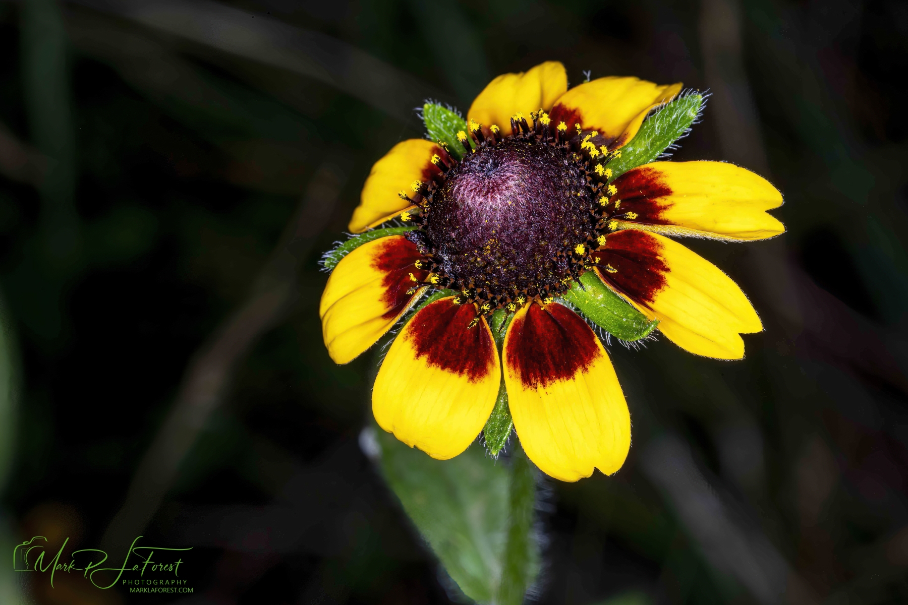 Brown-eyed Susan, Austin, Texas